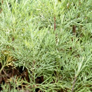 bylica boże drzewko sprzedaż